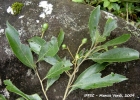 <i>Nectandra puberula</i> (Schott) Nees [Lauraceae]