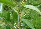 <i>Nectandra puberula</i> (Schott) Nees [Lauraceae]