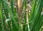 <i>Carex brasiliensis</i> A.St.-Hil. [Cyperaceae]