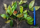 <i>Myrcia tijucensis</i> Kiaersk. [Myrtaceae]
