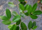 <i>Myrcia tijucensis</i> Kiaersk. [Myrtaceae]