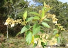 <i>Solanum rufescens</i> Sendtn. [Solanaceae]