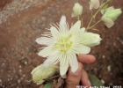 <i>Passiflora jilekii</i> Wawra [Passifloraceae]