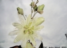 <i>Passiflora jilekii</i> Wawra [Passifloraceae]