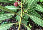 <i>Leandra melastomoides</i> Raddi [Melastomataceae]
