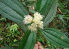 <i>Leandra melastomoides</i> Raddi [Melastomataceae]