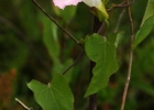 <i>Calystegia sepium</i> (L.) R. Br. [Convolvulaceae]