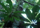 <i>Anthurium pentaphyllum</i> (Aubl.) G. Don  [Araceae]