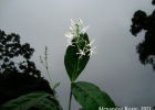 <i>Pseuderanthemum riedelianum</i> (Nees) Radlk.  [Acanthaceae]