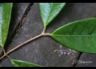 <i>Myrcia neoobscura</i> E.Lucas & C.E.Wilson [Myrtaceae]