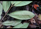 <i>Myrcia neoobscura</i> E.Lucas & C.E.Wilson [Myrtaceae]