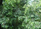 <i>Marlierea obscura</i> O.Berg [Myrtaceae]