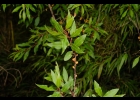 <i>Maytenus boaria</i> Molina [Celastraceae]