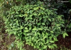 <i>Psychotria officinalis</i> (Aubl.) Raeusch. ex Sandwith [Rubiaceae]