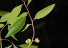 <i>Maytenus boaria</i> Molina [Celastraceae]