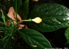 <i>Macrocarpaea rubra</i> Malme [Gentianaceae]