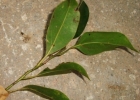 <i>Cinnamomum hatschbachii</i> Vattimo-Gil [Lauraceae]