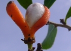 <i>Maytenus cassineformis</i> Reissek [Celastraceae]