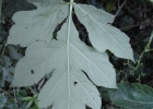 <i>Cissus sulcicaulis</i> (Baker) Planch. [Vitaceae]