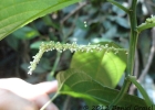 <i>Acalypha gracilis</i> Spreng. [Euphorbiaceae]