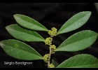 <i>Maytenus cassineformis</i> Reissek [Celastraceae]