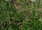<i>Moritzia dusenii</i> I.M. Johnst. [Boraginaceae]