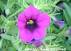 <i>Calibrachoa excellens subsp. atropurpurea</i> Stehmann & Semir [Solanaceae]