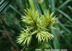 <i>Rhynchospora splendens</i>  Lindm.  [Cyperaceae]