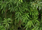 <i>Paullinia carpopoda</i> Cambess. [Sapindaceae]