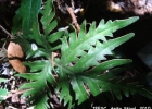 <i>Doryopteris collina</i>  (Raddi) J. Sm. [Pteridaceae]
