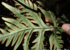 <i>Doryopteris collina</i>  (Raddi) J. Sm. [Pteridaceae]