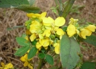 <i>Senna obtusifolia</i> (L.) H. S. Irwing & Barneby [Fabaceae]