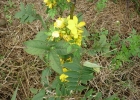 <i>Senna obtusifolia</i> (L.) H. S. Irwing & Barneby [Fabaceae]