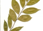 <i>Maytenus glaucescens</i> Reissek [Celastraceae]
