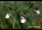 <i>Thalia geniculata</i> L. [Marantaceae]