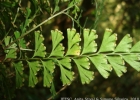 <i>Lindsaea virescens var. catharinae</i> (Hook.) Baker [Lindsaeaceae]
