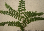 <i>Lindsaea virescens var. catharinae</i> (Hook.) Baker [Lindsaeaceae]