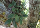 <i>Cattleya cernua</i> (Lindl.) Van den Berg [Orchidaceae]