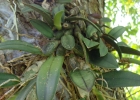 <i>Cattleya cernua</i> (Lindl.) Van den Berg [Orchidaceae]