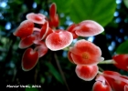 <i>Begonia radicans</i> Vell. [Begoniaceae]