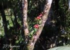 <i>Begonia radicans</i> Vell. [Begoniaceae]