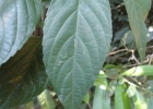 <i>Acalypha gracilis</i> Spreng. [Euphorbiaceae]