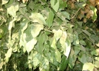 <i>Bougainvillea glabra</i> Choisy [Nyctaginaceae]