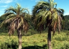 <i>Butia witeckii</i> K. Soares & S. Longhi [Arecaceae]