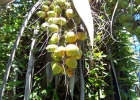 <i>Butia witeckii</i> K. Soares & S. Longhi [Arecaceae]