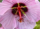 <i>Pavonia secreta</i> Grings & Krapovickas [Malvaceae]