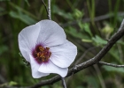 <i>Pavonia exasperata</i> Grings & Boldrini [Malvaceae]
