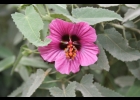 <i>Pavonia secreta</i> Grings & Krapovickas [Malvaceae]