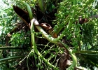 <i>Trithrinax acanthocoma</i> Drude [Arecaceae]
