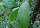 <i>Garcinia gardneriana</i> (Planch. & Triana) Zappi [Clusiaceae]